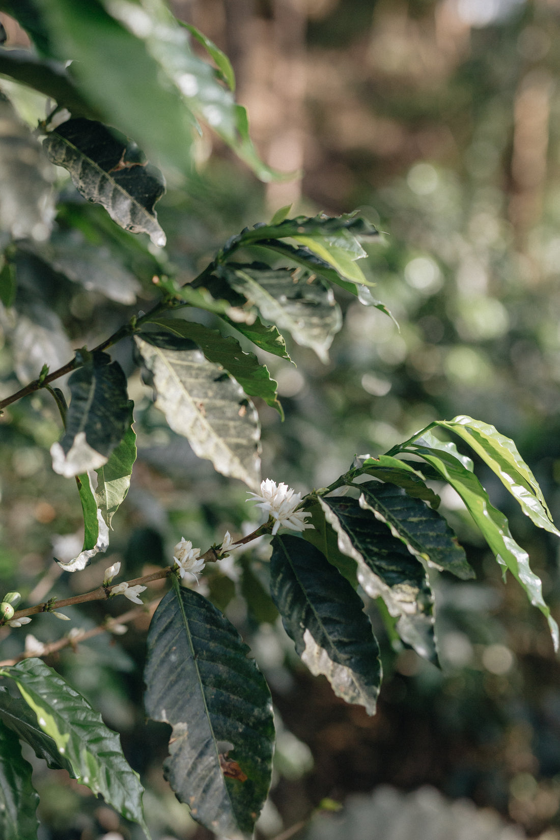 Who do Varietals Matter?