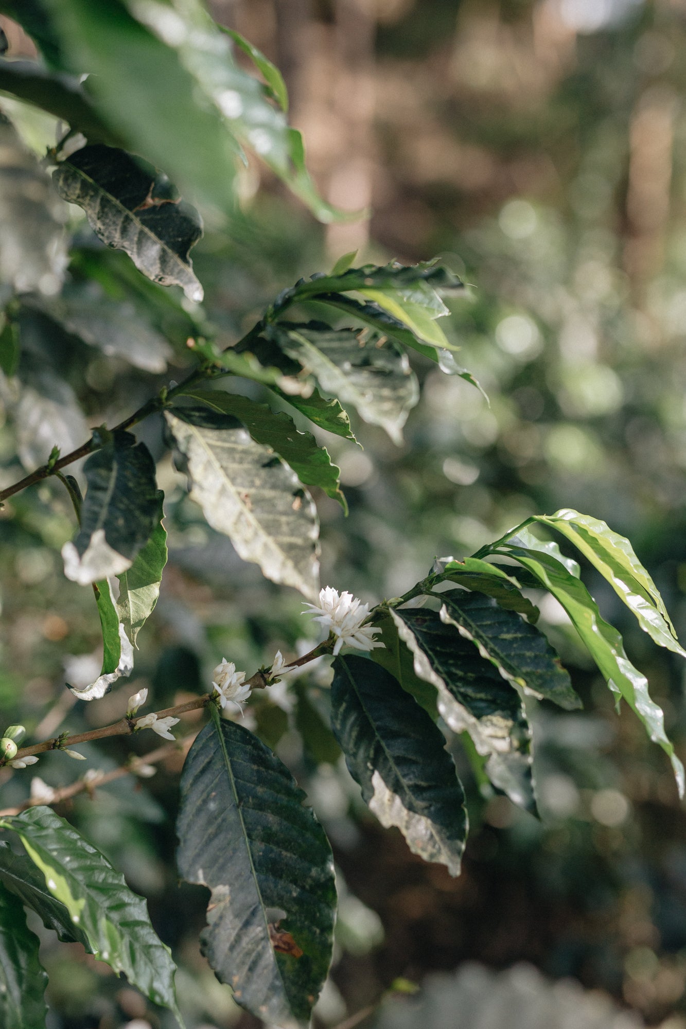 Who do Varietals Matter?
